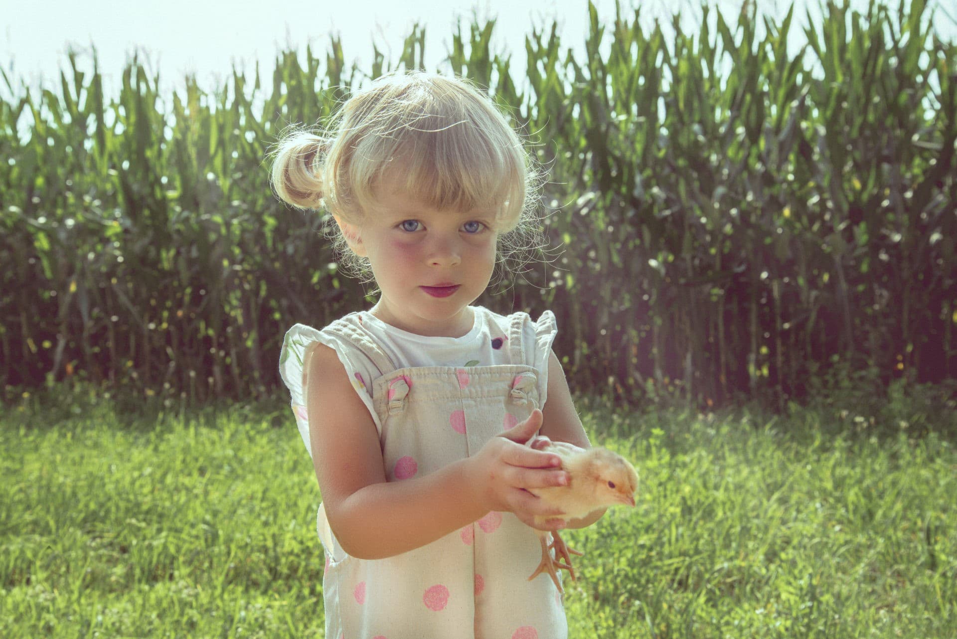 bambina pulcino prato verde